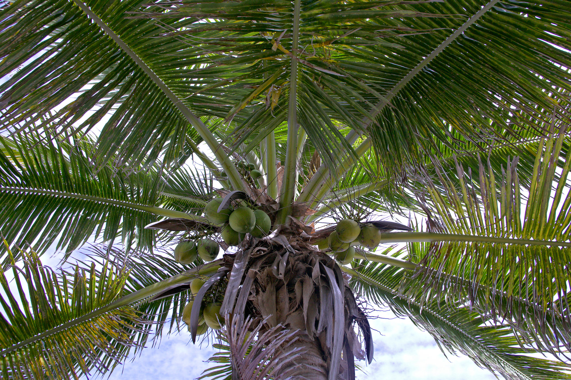 coconut palm